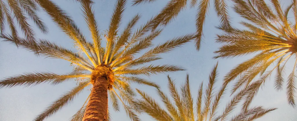 Date palm trees viewed from below against a clear sky