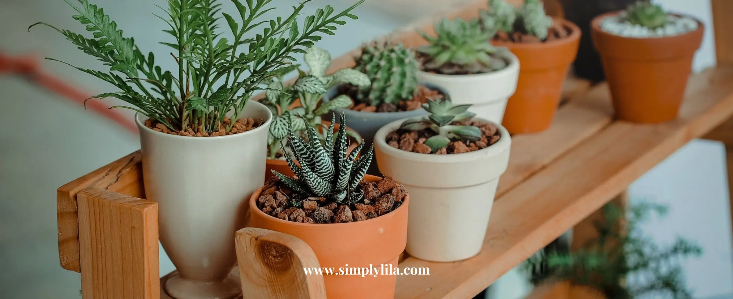 Small indoor houseplants in ceramic pots on wooden shelf