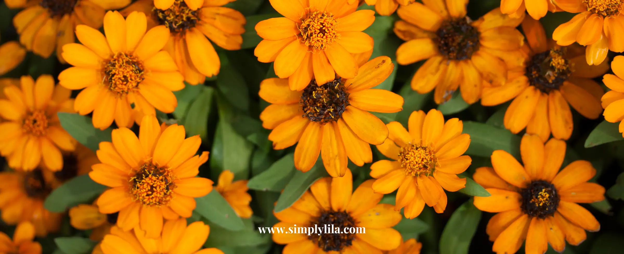 Bright orange calendula flowers in full bloom with lush green leaves, symbolizing natural healing and skin nourishment.