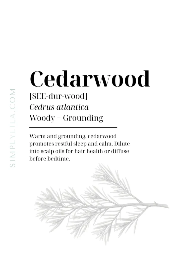 cedarwood essential oil benefits with Cedrus atlantica botanical illustration