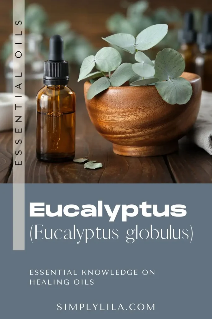 eucalyptus essential oil bottle with eucalyptus globulus leaves