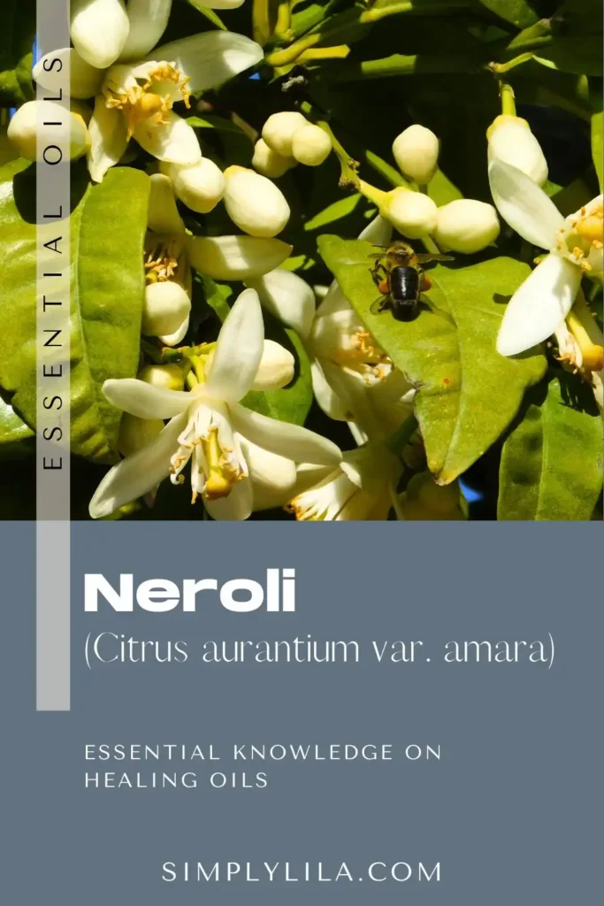 neroli essential oil benefits Citrus aurantium amara floral aromatherapy oil