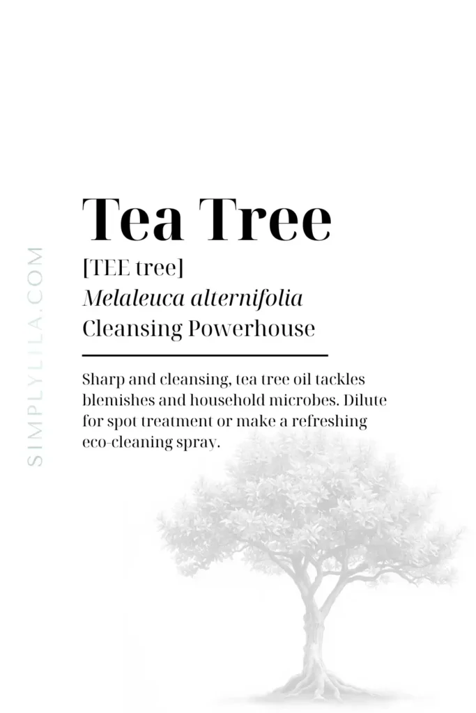 tea tree essential oil benefits Melaleuca alternifolia natural antimicrobial oil