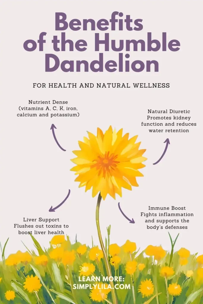 Infographic showing a yellow dandelion flower with text about its traditional health benefits