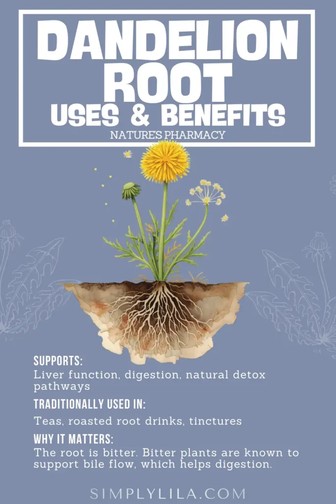 Illustration of a dandelion plant with visible roots and text about traditional root uses