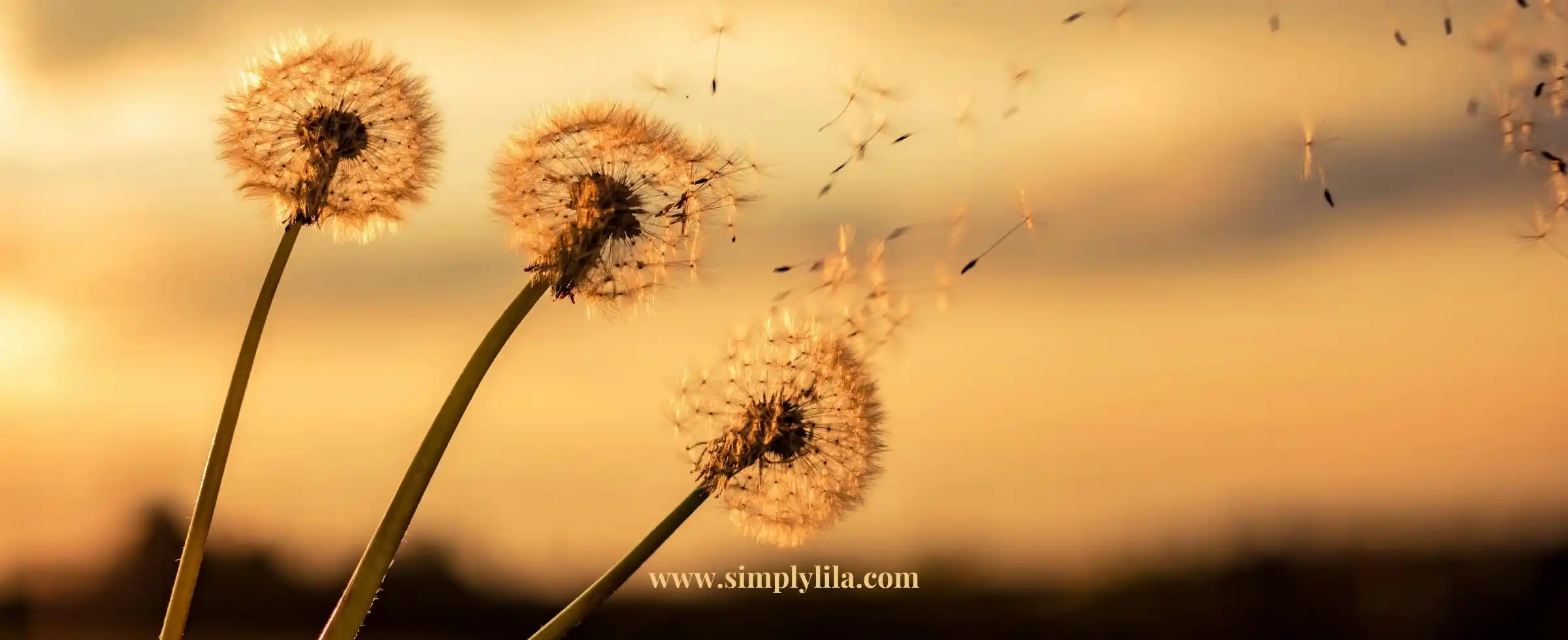 Dandelion seed heads blowing in the wind during golden sunset