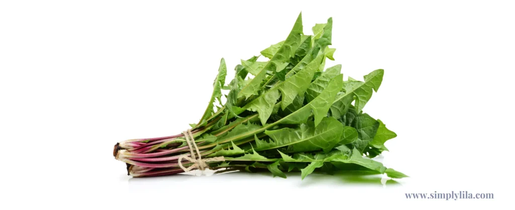 Fresh bundle of dandelion leaves tied with twine on a white background — powerful herbal health benefits