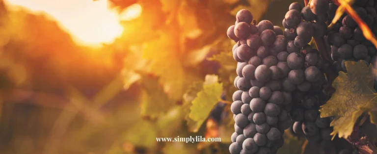 Close-up of ripe dark seeded grapes hanging on a vine in a sun-drenched vineyard at golden hour